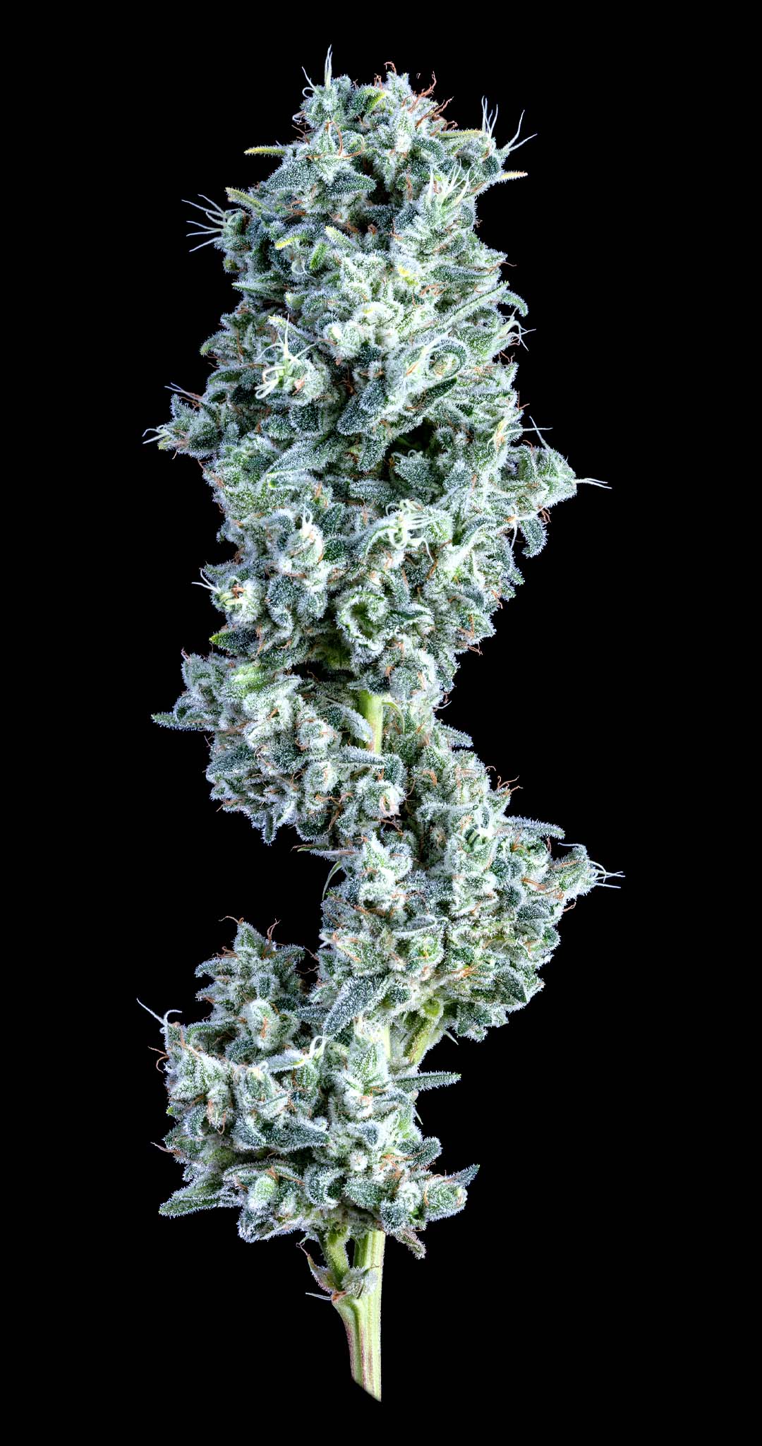 AltSol® Craft Cultivator